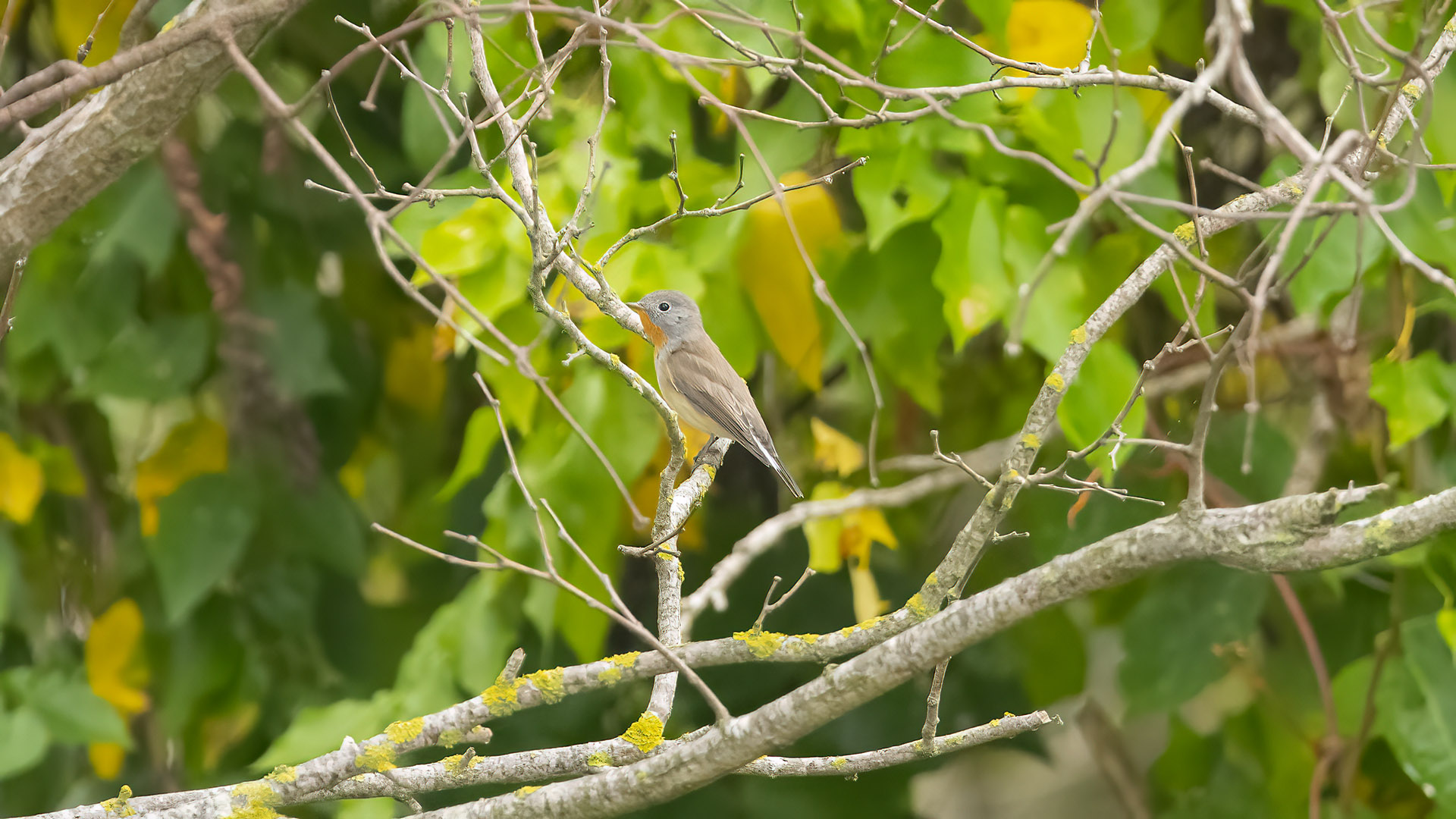 Red-breasted Flycatcher